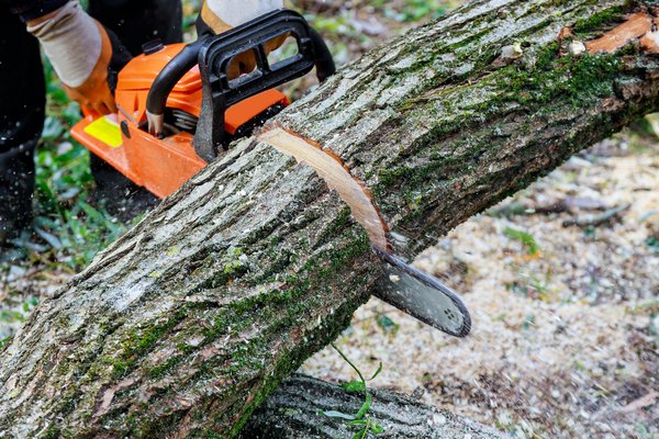 Préparer et réussir l'abattage d'un arbre en toute sécurité